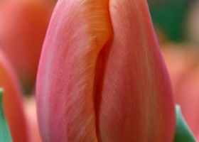 Tulipa Time Out ® (4)